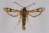  ( - CCDB-04611 B01)  @11 [ ] CreativeCommons - Attribution Non-Commercial Share-Alike (2010) Sesiidae Research Group Sesiidae Research Group