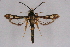  ( - CCDB-04611 B02)  @11 [ ] CreativeCommons - Attribution Non-Commercial Share-Alike (2010) Sesiidae Research Group Sesiidae Research Group