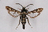  ( - CCDB-04611 B03)  @14 [ ] CreativeCommons - Attribution Non-Commercial Share-Alike (2010) Sesiidae Research Group Sesiidae Research Group