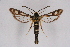  ( - CCDB-04611 B04)  @13 [ ] CreativeCommons - Attribution Non-Commercial Share-Alike (2010) Sesiidae Research Group Sesiidae Research Group