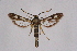  ( - CCDB-04611 B06)  @12 [ ] CreativeCommons - Attribution Non-Commercial Share-Alike (2010) Sesiidae Research Group Sesiidae Research Group