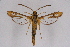  ( - CCDB-04611 B07)  @13 [ ] CreativeCommons - Attribution Non-Commercial Share-Alike (2010) Sesiidae Research Group Sesiidae Research Group