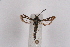  ( - CCDB-04611 B11)  @12 [ ] CreativeCommons - Attribution Non-Commercial Share-Alike (2010) Sesiidae Research Group Sesiidae Research Group