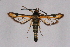  (Chamaesphecia chrysoneura melanophleps - CCDB-04611 B10)  @13 [ ] CreativeCommons - Attribution Non-Commercial Share-Alike (2010) Sesiidae Research Group Sesiidae Research Group