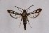  ( - CCDB-04611 B12)  @11 [ ] CreativeCommons - Attribution Non-Commercial Share-Alike (2010) Sesiidae Research Group Sesiidae Research Group