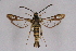  ( - CCDB-04611 C04)  @12 [ ] CreativeCommons - Attribution Non-Commercial Share-Alike (2010) Sesiidae Research Group Sesiidae Research Group