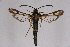  ( - CCDB-04611 C05)  @14 [ ] CreativeCommons - Attribution Non-Commercial Share-Alike (2010) Sesiidae Research Group Sesiidae Research Group