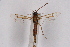  ( - CCDB-04611 C07)  @12 [ ] CreativeCommons - Attribution Non-Commercial Share-Alike (2010) Sesiidae Research Group Sesiidae Research Group