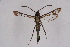  ( - CCDB-04611 C12)  @11 [ ] CreativeCommons - Attribution Non-Commercial Share-Alike (2010) Sesiidae Research Group Sesiidae Research Group