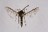  ( - CCDB-04611 D01)  @12 [ ] CreativeCommons - Attribution Non-Commercial Share-Alike (2010) Sesiidae Research Group Sesiidae Research Group