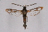  ( - CCDB-04611 D02)  @11 [ ] CreativeCommons - Attribution Non-Commercial Share-Alike (2010) Sesiidae Research Group Sesiidae Research Group