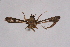  ( - CCDB-04611 D03)  @11 [ ] CreativeCommons - Attribution Non-Commercial Share-Alike (2010) Sesiidae Research Group Sesiidae Research Group