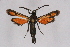  ( - CCDB-04611 D04)  @14 [ ] CreativeCommons - Attribution Non-Commercial Share-Alike (2010) Sesiidae Research Group Sesiidae Research Group