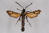  ( - CCDB-04611 D06)  @14 [ ] CreativeCommons - Attribution Non-Commercial Share-Alike (2010) Sesiidae Research Group Sesiidae Research Group