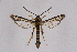  ( - CCDB-04611 D08)  @14 [ ] CreativeCommons - Attribution Non-Commercial Share-Alike (2010) Sesiidae Research Group Sesiidae Research Group