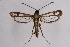  ( - CCDB-04611 D10)  @12 [ ] CreativeCommons - Attribution Non-Commercial Share-Alike (2010) Sesiidae Research Group Sesiidae Research Group