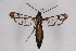  ( - CCDB-04611 D12)  @12 [ ] CreativeCommons - Attribution Non-Commercial Share-Alike (2010) Sesiidae Research Group Sesiidae Research Group