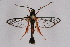  ( - CCDB-04611 E06)  @14 [ ] CreativeCommons - Attribution Non-Commercial Share-Alike (2010) Sesiidae Research Group Sesiidae Research Group