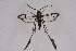  ( - CCDB-04611 E12)  @12 [ ] CreativeCommons - Attribution Non-Commercial Share-Alike (2010) Sesiidae Research Group Sesiidae Research Group