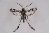  ( - CCDB-04611 F01)  @11 [ ] CreativeCommons - Attribution Non-Commercial Share-Alike (2010) Sesiidae Research Group Sesiidae Research Group