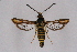  (Bembecia sirphiformis - CCDB-04611 F03)  @14 [ ] CreativeCommons - Attribution Non-Commercial Share-Alike (2010) Sesiidae Research Group Sesiidae Research Group