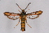  ( - CCDB-04611 F05)  @15 [ ] CreativeCommons - Attribution Non-Commercial Share-Alike (2010) Sesiidae Research Group Sesiidae Research Group