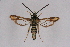  ( - CCDB-04611 F07)  @11 [ ] CreativeCommons - Attribution Non-Commercial Share-Alike (2010) Sesiidae Research Group Sesiidae Research Group