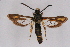  ( - CCDB-04611 F09)  @15 [ ] CreativeCommons - Attribution Non-Commercial Share-Alike (2010) Sesiidae Research Group Sesiidae Research Group