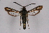  ( - CCDB-04611 F11)  @13 [ ] CreativeCommons - Attribution Non-Commercial Share-Alike (2010) Sesiidae Research Group Sesiidae Research Group