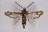  (Bembecia illustris - CCDB-04611 F08)  @13 [ ] CreativeCommons - Attribution Non-Commercial Share-Alike (2010) Sesiidae Research Group Sesiidae Research Group