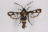  (Bembecia lomatiaeformis - CCDB-04611 F12)  @14 [ ] CreativeCommons - Attribution Non-Commercial Share-Alike (2010) Sesiidae Research Group Sesiidae Research Group