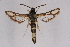  ( - CCDB-04611 G01)  @11 [ ] CreativeCommons - Attribution Non-Commercial Share-Alike (2010) Sesiidae Research Group Sesiidae Research Group