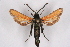  ( - CCDB-04611 G04)  @14 [ ] CreativeCommons - Attribution Non-Commercial Share-Alike (2010) Sesiidae Research Group Sesiidae Research Group