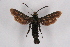  ( - CCDB-04611 G06)  @11 [ ] CreativeCommons - Attribution Non-Commercial Share-Alike (2010) Sesiidae Research Group Sesiidae Research Group