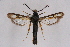  ( - CCDB-04611 G07)  @13 [ ] CreativeCommons - Attribution Non-Commercial Share-Alike (2010) Sesiidae Research Group Sesiidae Research Group