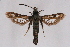  ( - CCDB-04611 G08)  @12 [ ] CreativeCommons - Attribution Non-Commercial Share-Alike (2010) Sesiidae Research Group Sesiidae Research Group