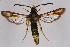  ( - CCDB-04611 G09)  @14 [ ] CreativeCommons - Attribution Non-Commercial Share-Alike (2010) Sesiidae Research Group Sesiidae Research Group