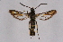  ( - CCDB-04611 G11)  @13 [ ] CreativeCommons - Attribution Non-Commercial Share-Alike (2010) Sesiidae Research Group Sesiidae Research Group