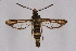  ( - CCDB-04611 H01)  @11 [ ] CreativeCommons - Attribution Non-Commercial Share-Alike (2010) Sesiidae Research Group Sesiidae Research Group