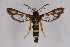  ( - CCDB-04611 H03)  @15 [ ] CreativeCommons - Attribution Non-Commercial Share-Alike (2010) Sesiidae Research Group Sesiidae Research Group