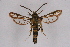  ( - CCDB-04611 H04)  @14 [ ] CreativeCommons - Attribution Non-Commercial Share-Alike (2010) Sesiidae Research Group Sesiidae Research Group