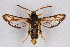  ( - CCDB-04611 H05)  @11 [ ] CreativeCommons - Attribution Non-Commercial Share-Alike (2010) Sesiidae Research Group Sesiidae Research Group