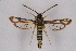  ( - CCDB-04611 H06)  @13 [ ] CreativeCommons - Attribution Non-Commercial Share-Alike (2010) Sesiidae Research Group Sesiidae Research Group