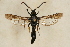  ( - CCDB-04643 G09)  @13 [ ] CreativeCommons - Attribution Non-Commercial Share-Alike (2010) Sesiidae Research Group Sesiidae Research Group