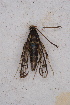  ( - CCDB-04643 C09)  @13 [ ] CreativeCommons - Attribution Non-Commercial Share-Alike (2010) Sesiidae Research Group Sesiidae Research Group