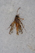  ( - CCDB-04643 D02)  @12 [ ] CreativeCommons - Attribution Non-Commercial Share-Alike (2010) Sesiidae Research Group Sesiidae Research Group