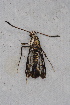  ( - CCDB-04643 D03)  @13 [ ] CreativeCommons - Attribution Non-Commercial Share-Alike (2010) Sesiidae Research Group Sesiidae Research Group