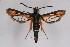  ( - CCDB-04643 D11)  @14 [ ] CreativeCommons - Attribution Non-Commercial Share-Alike (2010) Sesiidae Research Group Sesiidae Research Group