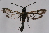  ( - CCDB-04643 E05)  @11 [ ] CreativeCommons - Attribution Non-Commercial Share-Alike (2010) Sesiidae Research Group Sesiidae Research Group