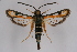  (Bembecia cf. turanica - CCDB-04643 F02)  @13 [ ] CreativeCommons - Attribution Non-Commercial Share-Alike (2010) Sesiidae Research Group Sesiidae Research Group